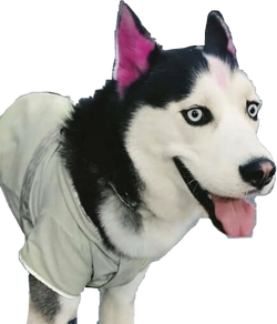 Famous husky hotsell with pink ears