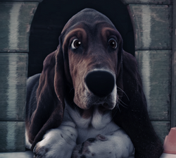 Al (Basset Hound)