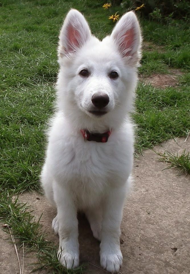 White shepherd hotsell near me