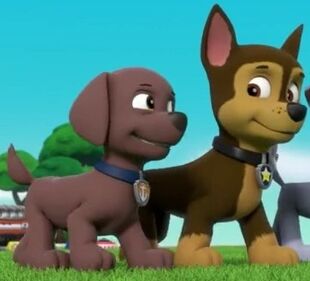 Zuma & Rex, Paw Patrol Relation Ship Wiki