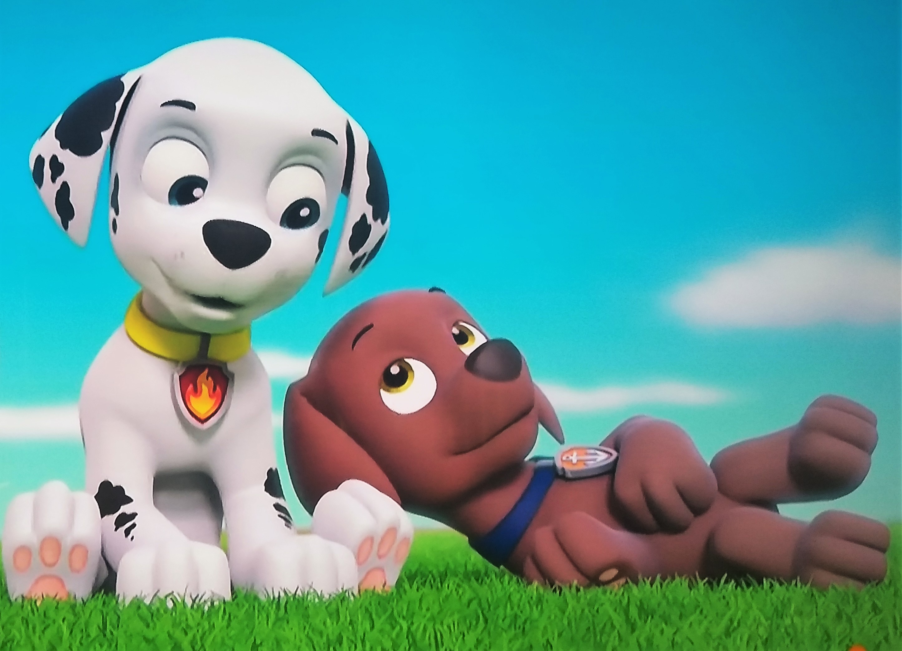 Rocky & Zuma, Paw Patrol Relation Ship Wiki