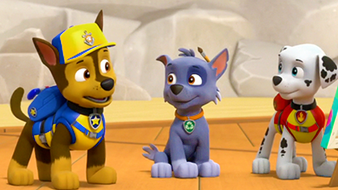 paw patrol chase and rocky