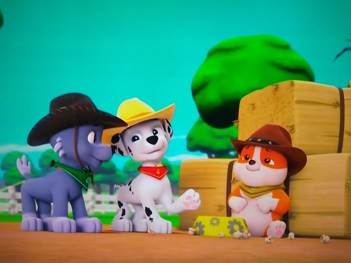 Rocky & Zuma, Paw Patrol Relation Ship Wiki