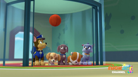 Pups Save a Basketball game