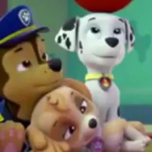 paw patrol does chase like skye