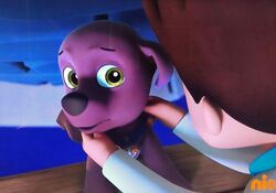 Zuma/Gallery, Paw Patrol Relation Ship Wiki