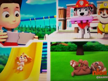 PAW Patrol Live! - Zuma is a playful Labrador pup. This energetic beach  puppy is the PAW Patrol's water rescue dog! 🌊 Zuma loves to laugh and  surf. You can catch Zuma