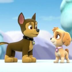 Chase Marrys Skye | Paw Patrol Relationships Wiki | Fandom