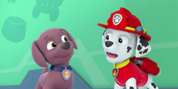 Zuma/Gallery, PAW Patrol Wiki, Fandom