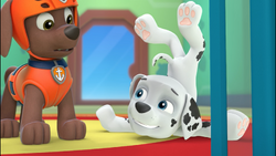 Zuma/Gallery, PAW Patrol Wiki, Fandom