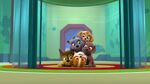 Paw.Patrol.S03E26E27.Parroting.Pups.Merpups.Save.the.Turbots.720p.WEB-DL.AAC2.0.H264-BTN 318235