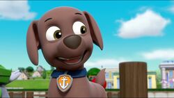 Zuma/Gallery, PAW Patrol Wiki, Fandom