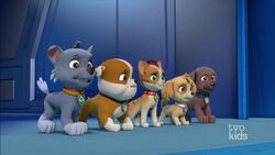 Zuma/Gallery, PAW Patrol Wiki, Fandom