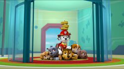 Skye Meets the Mighty Twins and MORE, PAW Patrol