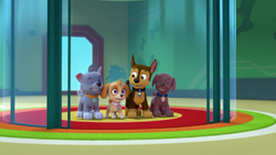 Rocky/Gallery, PAW Patrol Wiki, FANDOM powered by Wikia