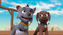 Zuma/Gallery, PAW Patrol Wiki, Fandom