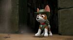 Paw.Patrol.S03E25.Tracker.Joins.the.Pups.720p.WEB-DL.AAC2.0.H264-BTN 1246746