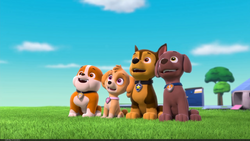 Chase/Gallery/Pups Leave Marshall Home Alone, PAW Patrol Wiki