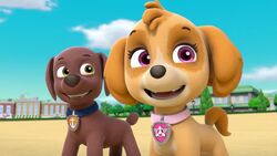 Zuma/Gallery, PAW Patrol Wiki, Fandom