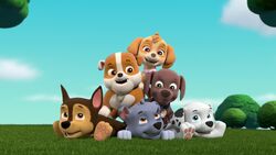 Zuma/Gallery, PAW Patrol Wiki, Fandom