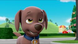 Zuma/Gallery, PAW Patrol Wiki, Fandom