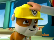 Construction hardhat only (young pup)