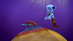 Mer pup marshall top