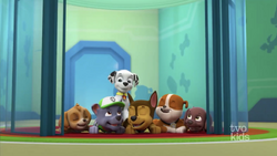 Rocky/Gallery, PAW Patrol Wiki, Fandom