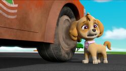 Skye Meets the Mighty Twins and MORE, PAW Patrol