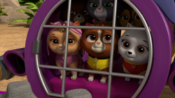 Cat Zuma/Gallery/Pups Save the Hatchlings, PAW Patrol Wiki