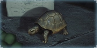 Not So Fast :"You don't have to be the fastest runner to win the race. Not if you're willing to shoot the other guy in the kneecaps." :—Trophy description UNLOCK CONDITION: Find the hidden tortoise in the Heat Street heist. PLACEMENT: Jiro's Lounge.