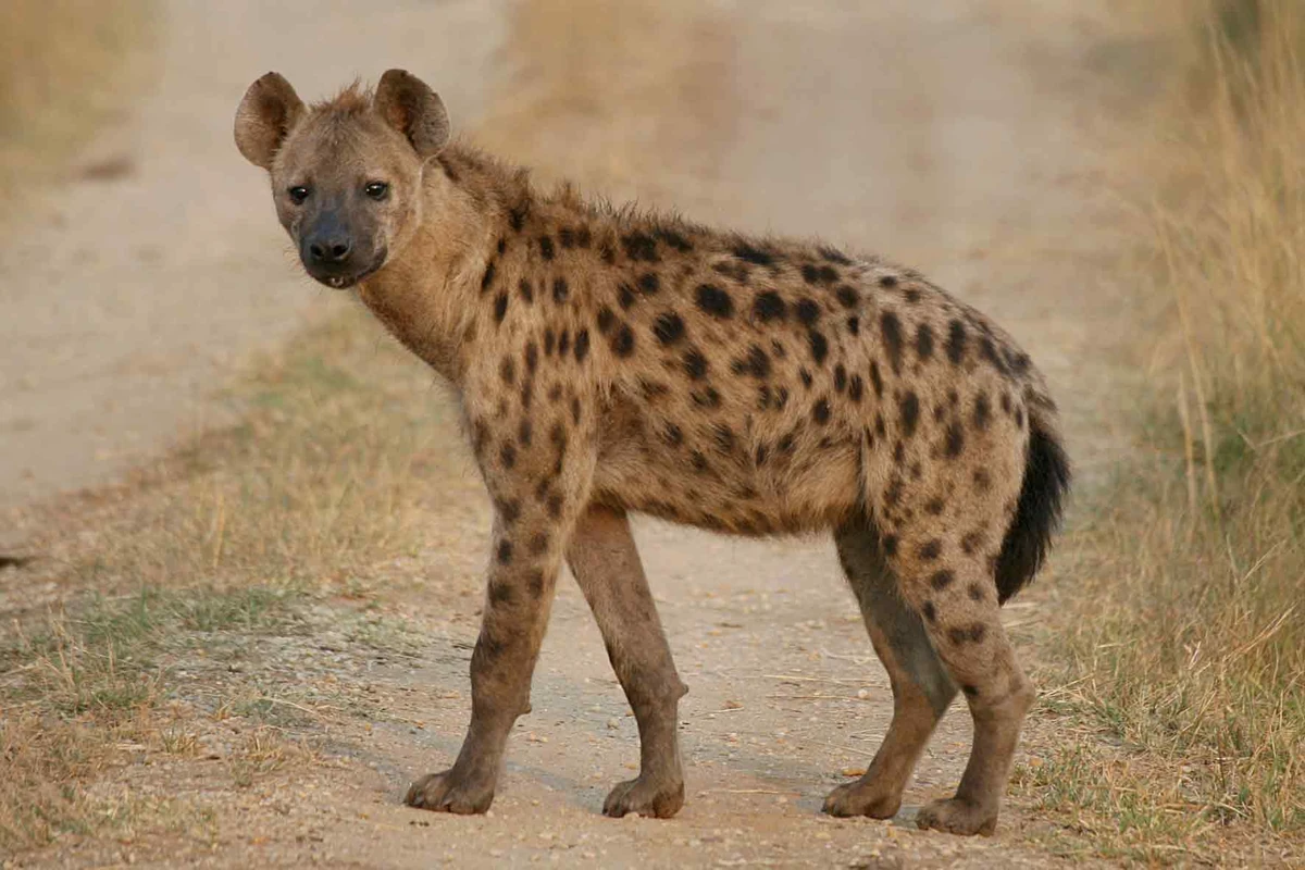 Spotted Hyena | PBS Kids Animals Wiki | Fandom
