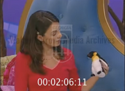 Penguins1