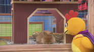 Bunji as a real-live rabbit.