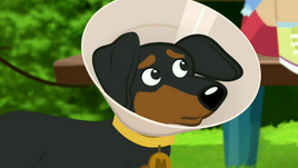 MaxWantsToPlay
