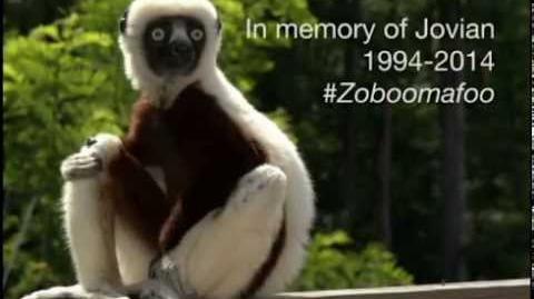 A Lemur Legend - Jovian, aka Zoboomafoo, passes away at Duke Lemur Center