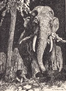 Elephant-march.jpg (1.37 MB)