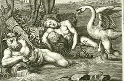 Cycnus Picart-detail