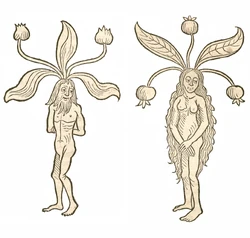 Mandragora Hortus 1491a