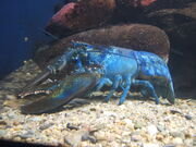 Mutuant blue crab 