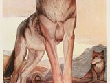 Akela