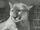 Butch T. Cougar