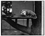 White House possum, 5-6-29 LCCN2016843743