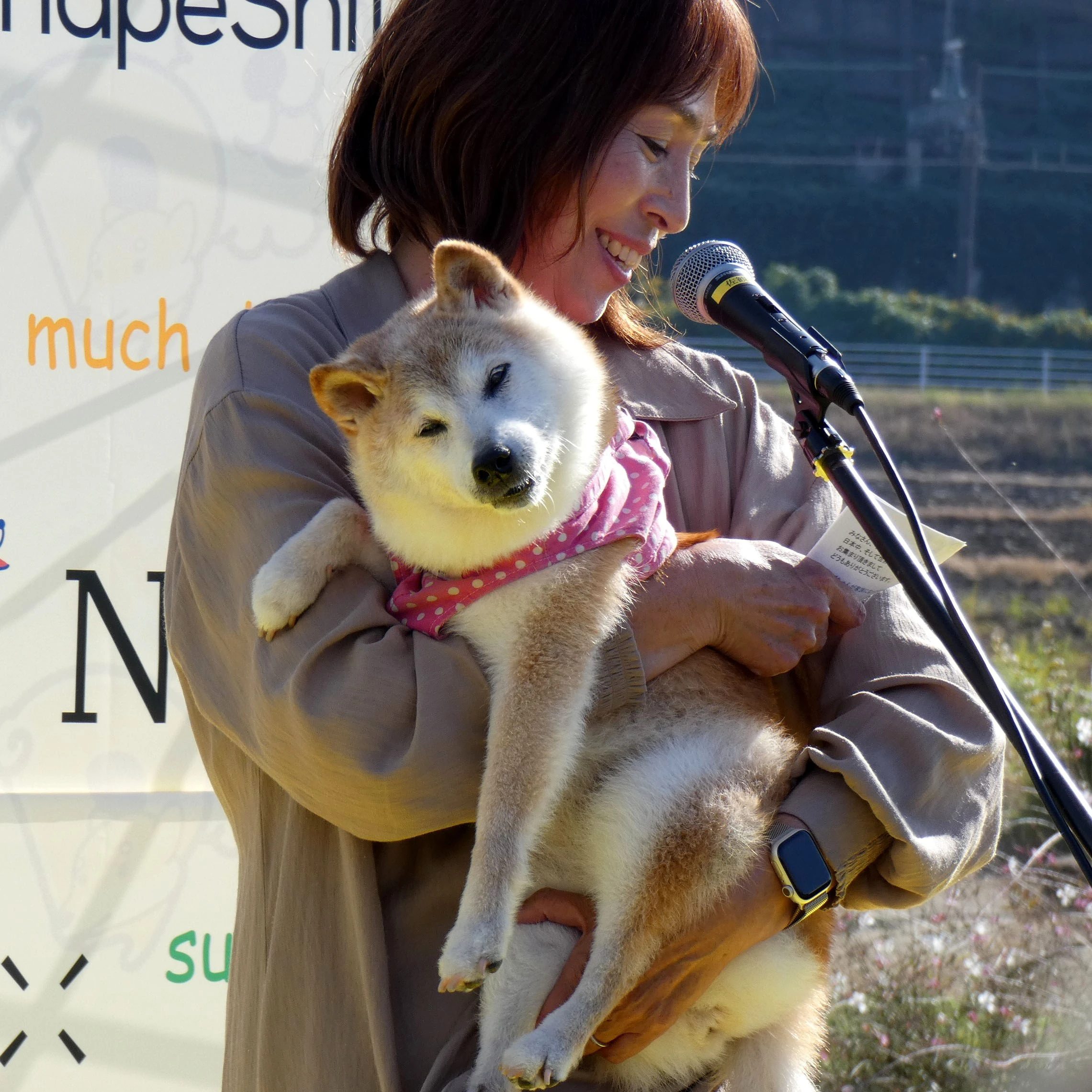 Kabosu the Doge | Public Domain Super Heroes | Fandom, image size:2281x2281