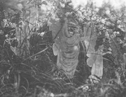 Fairies and Their Sun-Bath, the fifth and last photograph of the Cottingley Fairies.