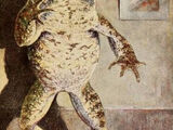 Mr. Toad