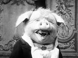 Dancing Pig