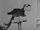 Parrot (Steamboat Willie)