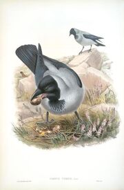 Corvux-cornix-hooded-crow-cfe76e