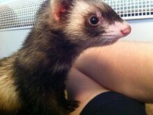 Ferrets and peanut butter deals